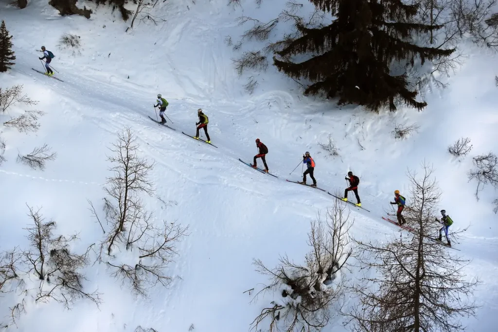 File de coureurs dans la forêt de mélèzes